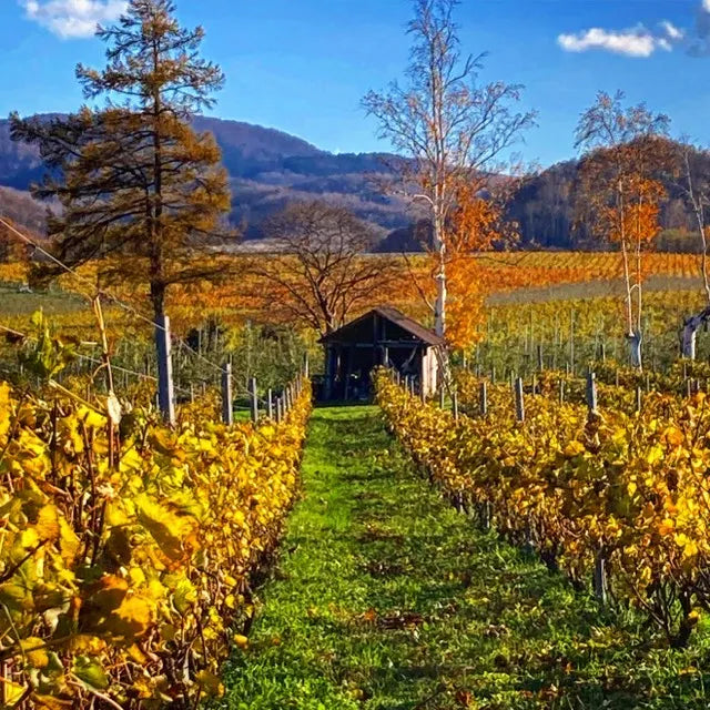 Herbstlicher Weinberg der Domaine Takahiko auf Hokkaido.